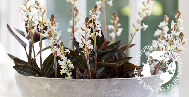 Ludisia discolor - earth orchid